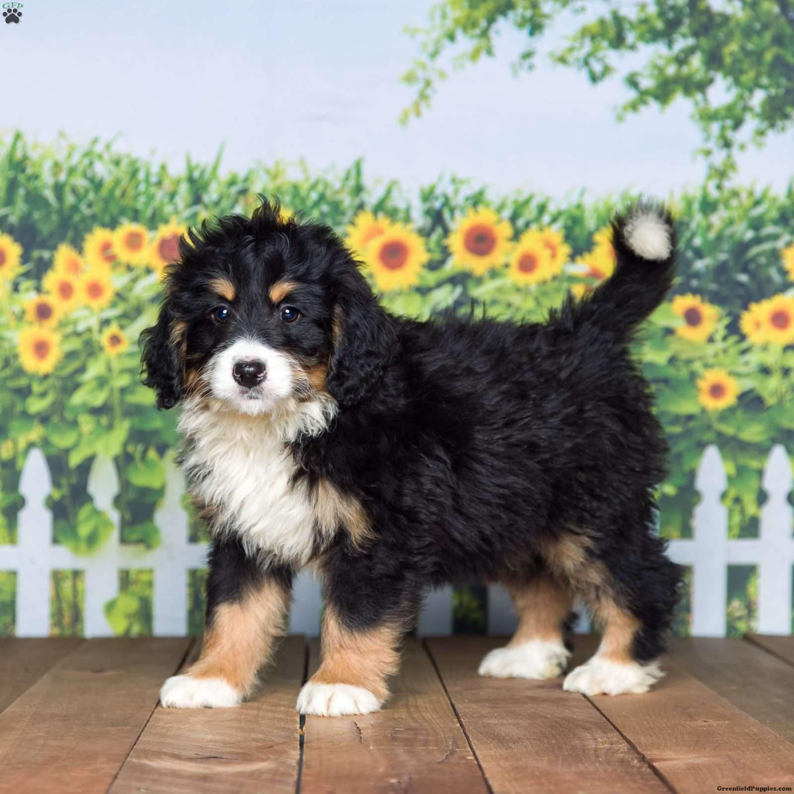 Greenfield bernedoodles best sale